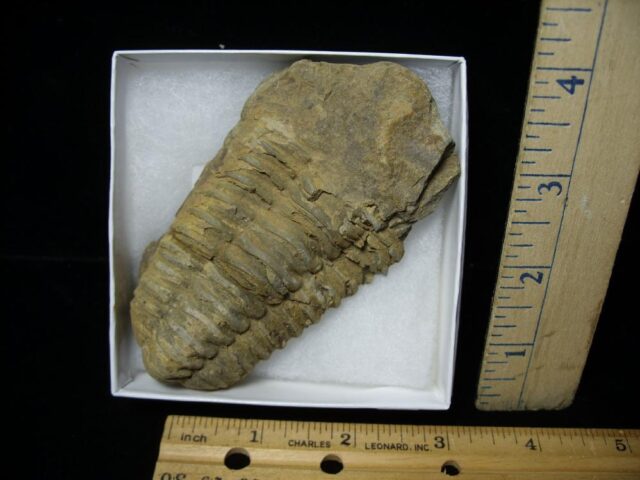 Fossilized Trilobite – Calymene tristani (092521b)