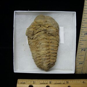 Fossilized Trilobite – Calymene tristani (092521c)