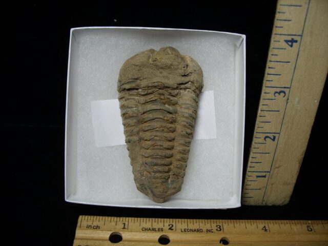 Fossilized Trilobite – Calymene tristani (092521e)