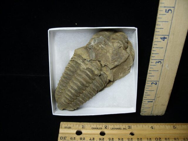 Fossilized Trilobite – Calymene tristani (092521g)