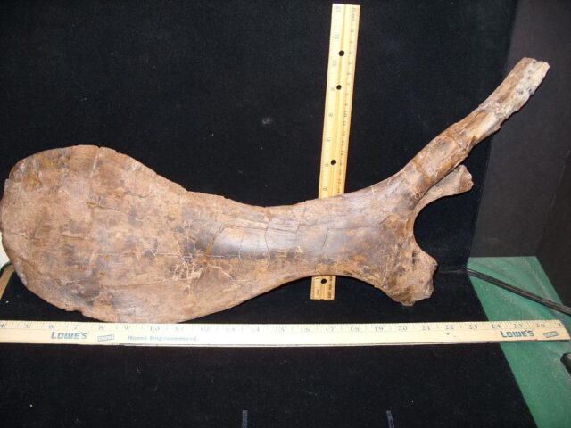 Hadrosaur “Pelvis Bone” (Pubis) (092421w) 
