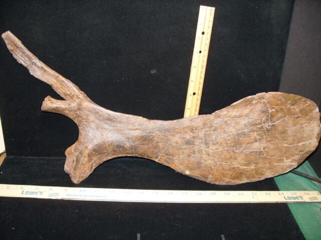 Hadrosaur “Pelvis Bone” (Pubis) (092421w)  - Image 2
