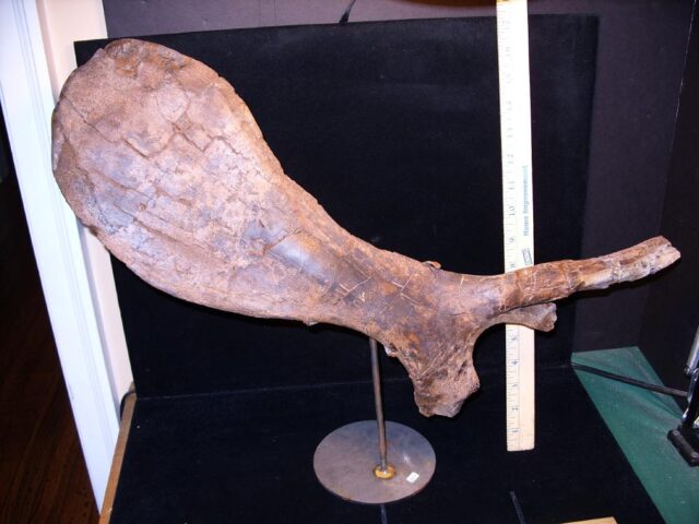 Hadrosaur “Pelvis Bone” (Pubis) (092421w)  - Image 3