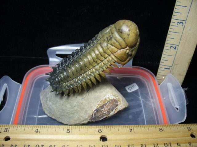 Fossilized Trilobite – Crotalocephalina (092421x) - Image 5