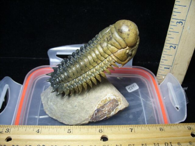 Fossilized Trilobite – Crotalocephalina (092421x)