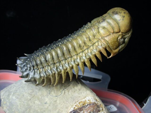 Fossilized Trilobite – Crotalocephalina (092421x) - Image 2