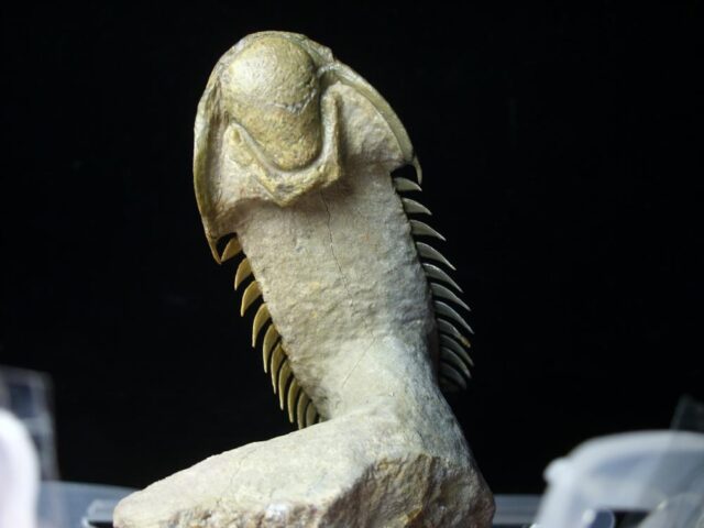 Fossilized Trilobite – Crotalocephalina (092421x) - Image 3