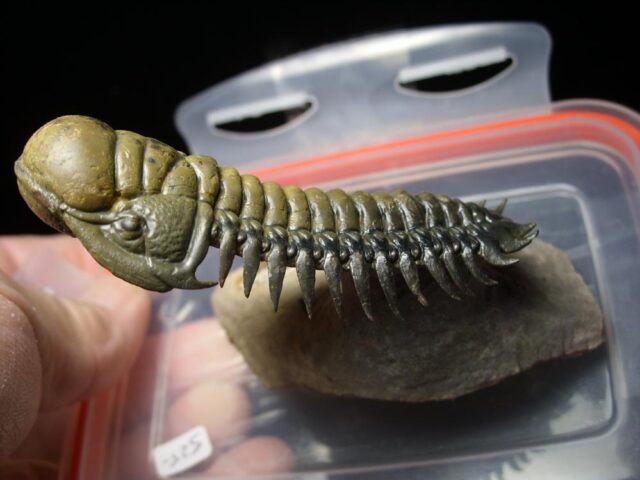 Fossilized Trilobite – Crotalocephalina (092421x) - Image 4