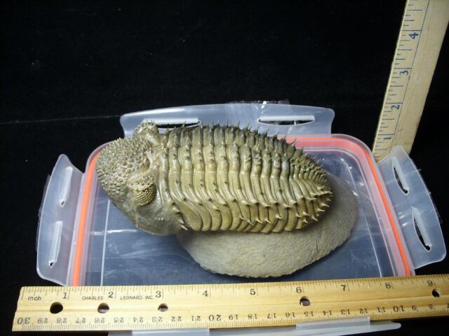 Fossilized Drotops Trilobite – Arthropod (092621b) (Copy) - Image 5