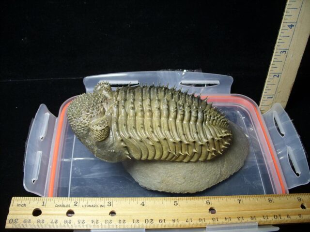 Fossilized Drotops Trilobite – Arthropod (092621b) (Copy) - Image 2