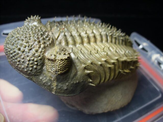 Fossilized Drotops Trilobite – Arthropod (092621b) (Copy) - Image 3