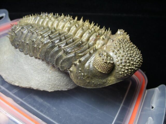 Fossilized Drotops Trilobite – Arthropod (092621b) (Copy) - Image 4