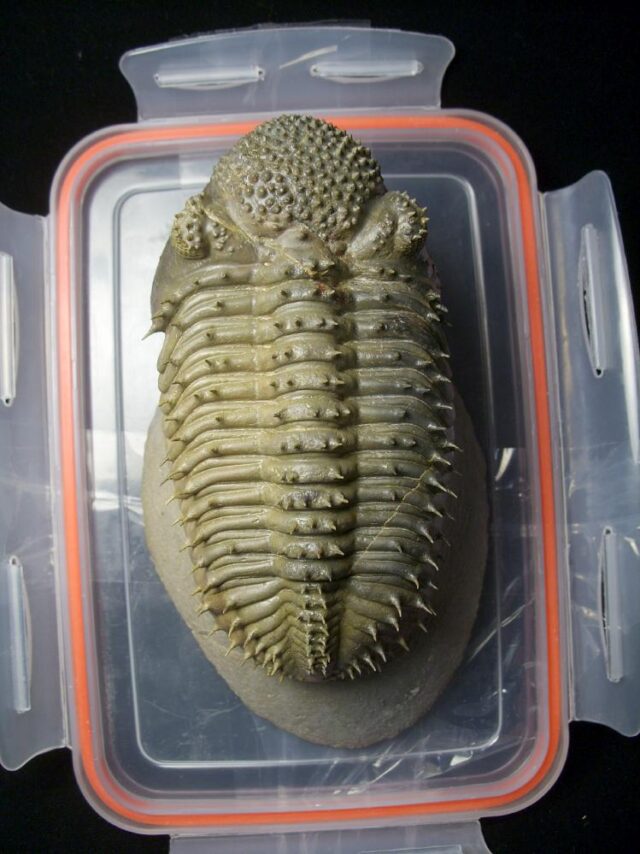 Fossilized Drotops Trilobite – Arthropod (092621b) (Copy)
