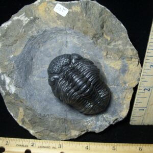 Fossilized Trilobite – Arthropod (092621d)