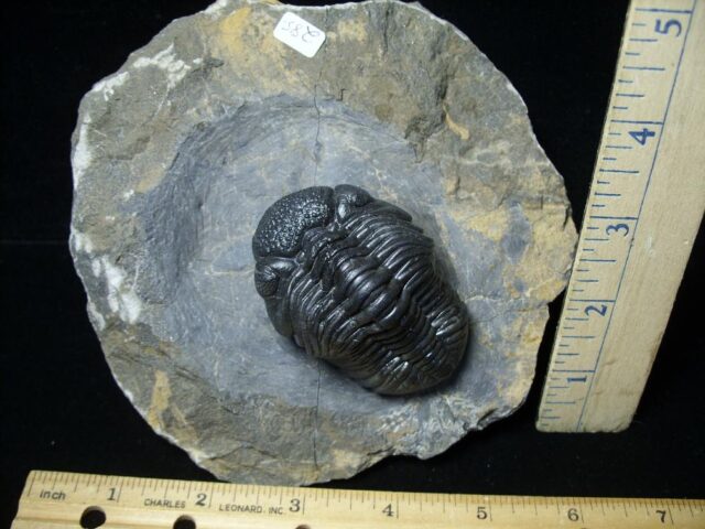 Fossilized Trilobite – Arthropod (092621d)