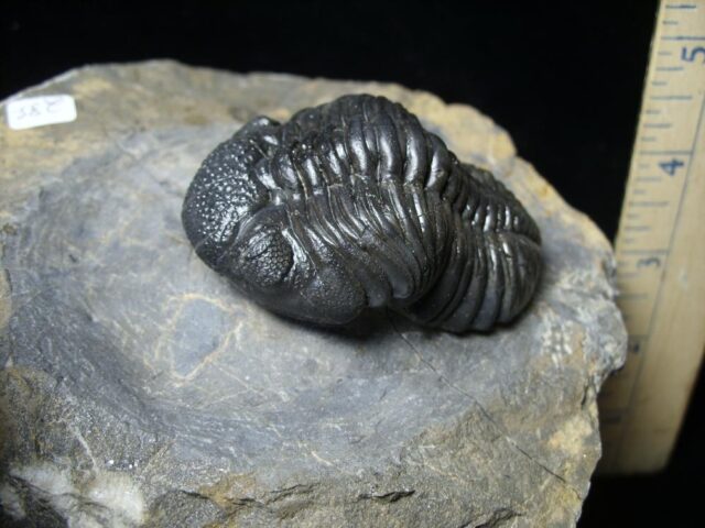Fossilized Trilobite – Arthropod (092621d) - Image 2