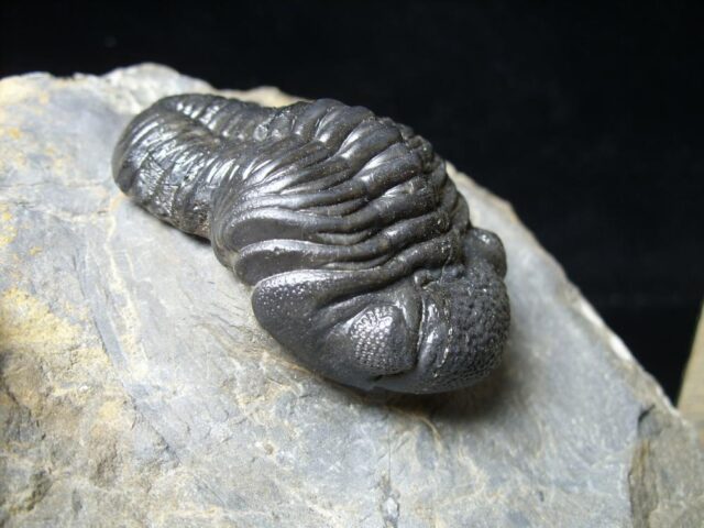 Fossilized Trilobite – Arthropod (092621d) - Image 3