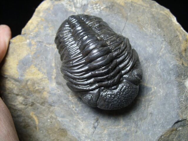 Fossilized Trilobite – Arthropod (092621d) - Image 4