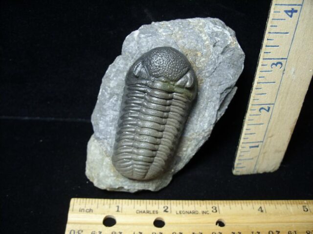 Fossilized Trilobite – Boeckops (092621h)
