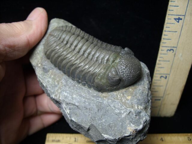 Fossilized Trilobite – Boeckops (092621h) - Image 2