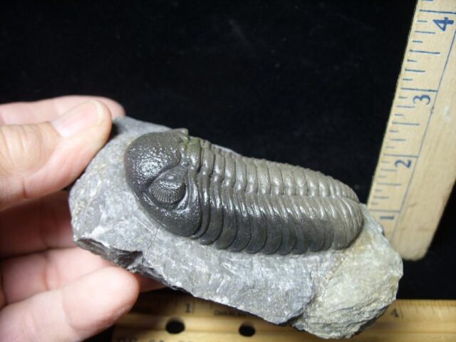 Fossilized Trilobite – Boeckops (092621h) - Image 3
