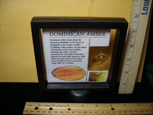 Dominican Amber Specimen with Cranefly  (092721p) - Image 3