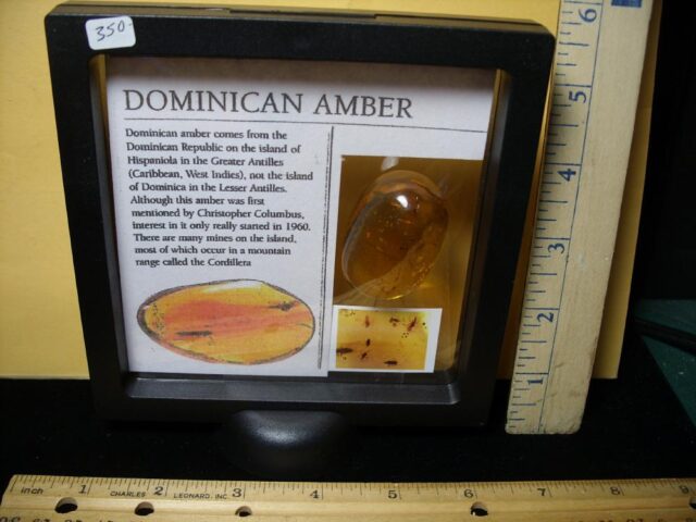 Dominican Amber Specimen with over 25 insects  (092721s) - Image 3