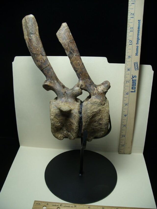 Brachylphosaur "Hadrosaur" Dinosaur Tail Vertebrae (091521g)