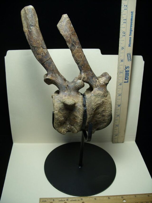 Brachylphosaur "Hadrosaur" Dinosaur Tail Vertebrae (091521g) - Image 4