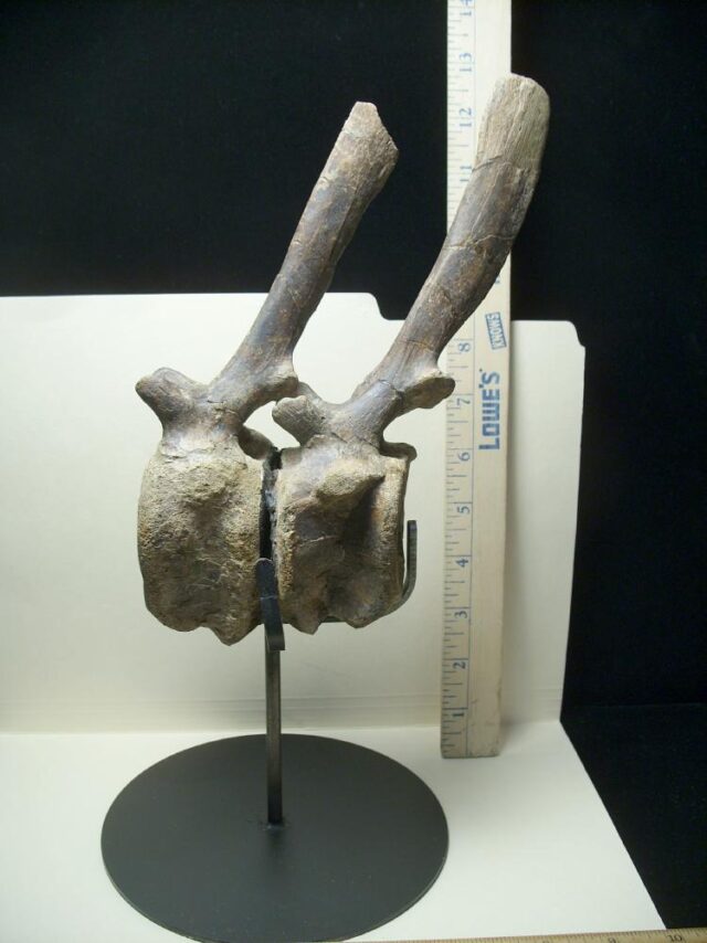 Brachylphosaur "Hadrosaur" Dinosaur Tail Vertebrae (091521g) - Image 3