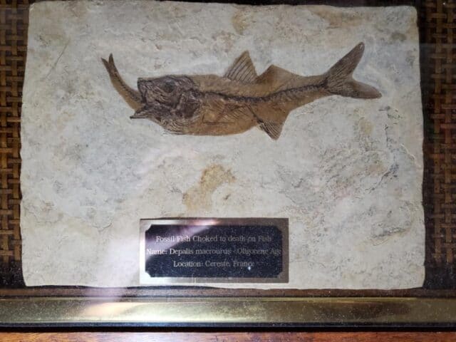 Aspirated  Fossil Fish  (090921q).....ON HOLD for Patti C   09/09/21