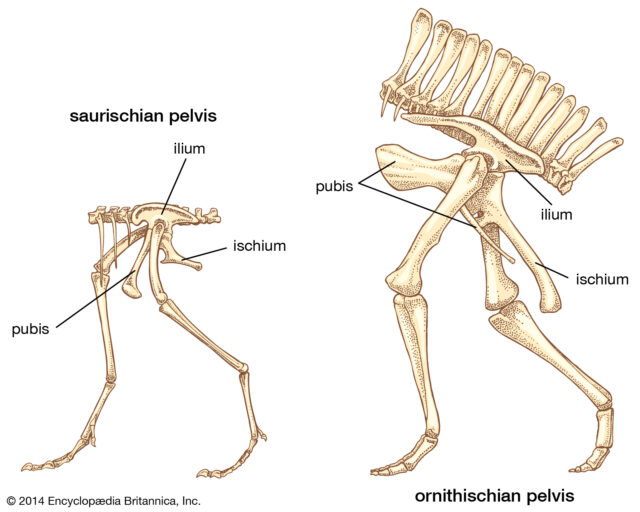 Hadrosaur “Pelvis Bone” (Pubis) (092421w)  - Image 4