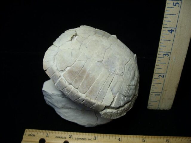 Complete Baby Fossil Tortoise (101421a)...(ON HOLD for B Moon)
