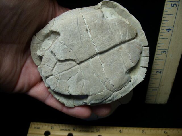 Complete Baby Fossil Tortoise (101421a)...(ON HOLD for B Moon) - Image 2