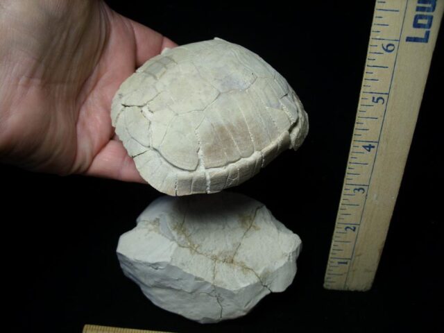 Complete Baby Fossil Tortoise (101421a)...(ON HOLD for B Moon) - Image 3
