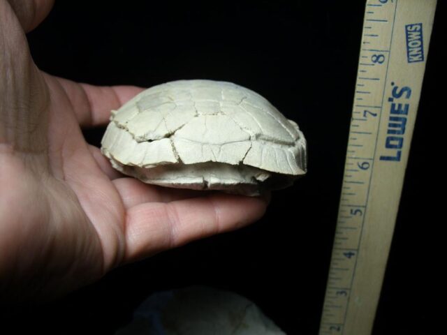 Complete Baby Fossil Tortoise (101421a)...(ON HOLD for B Moon) - Image 4
