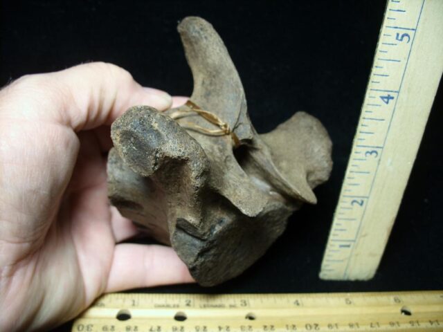 Fossil Manatee Vertebra (101421a)
