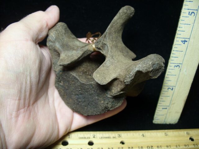 Fossil Manatee Vertebra (101421a) - Image 2