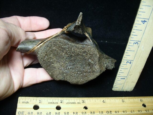 Fossil Manatee Vertebra (101421b) - Image 2