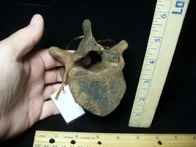 Fossil Manatee Vertebra (101421d)