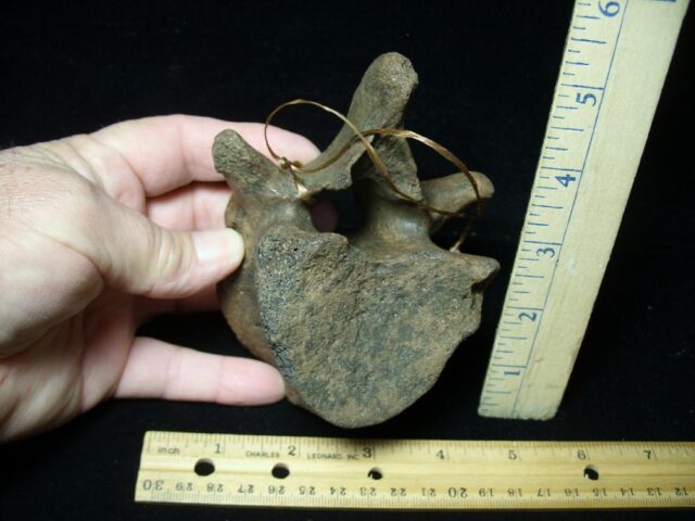 Fossil Manatee Vertebra (101421d) - Image 2