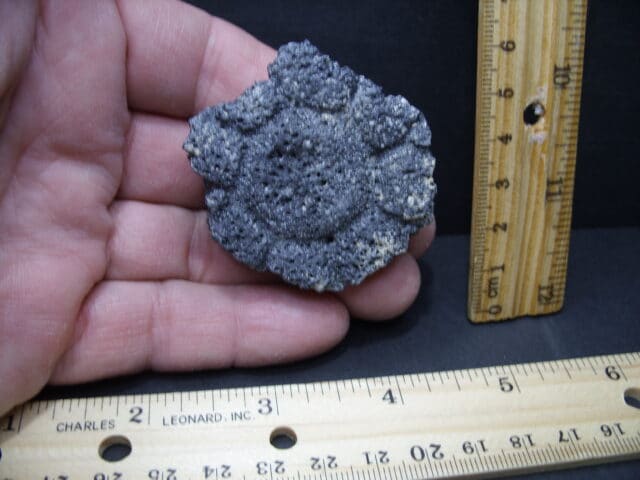 Fossil  Glyptodon Shell  Scute Plate (101921b)