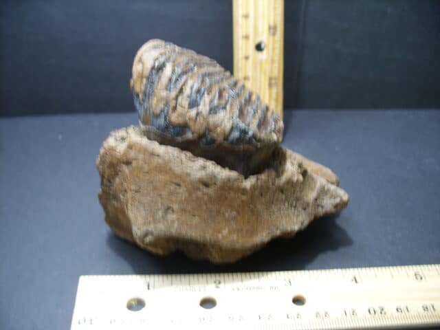 Fossil Mammoth Molar (101921d) - Image 4