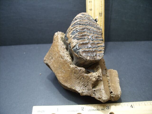 Fossil Mammoth Molar (101921d)
