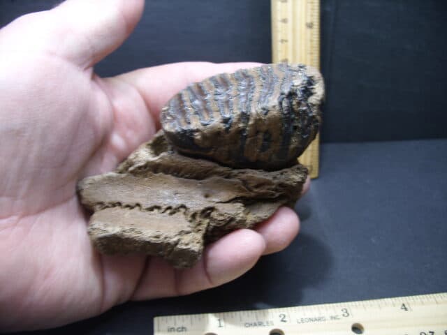 Fossil Mammoth Molar (101921d) - Image 3