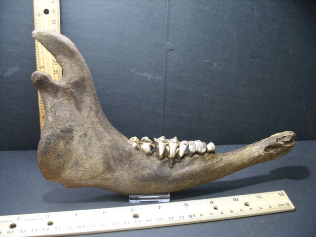 Fossil Bison Jaw (101921k)