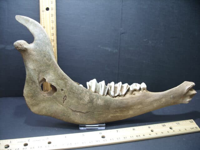 Fossil Bison Jaw (101921n)
