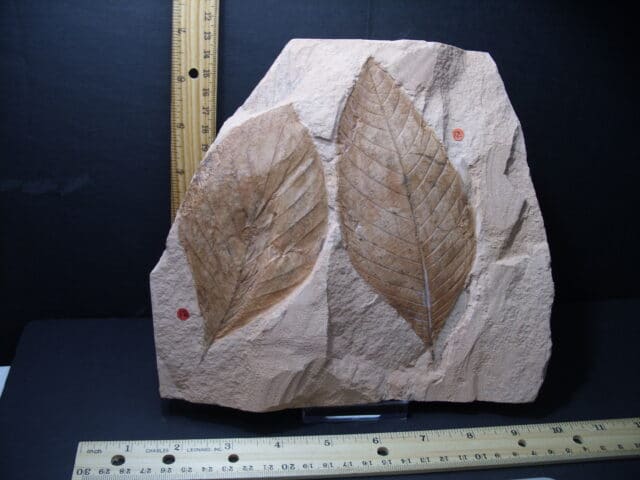 Fossil Hickory Leaf  (101921p)