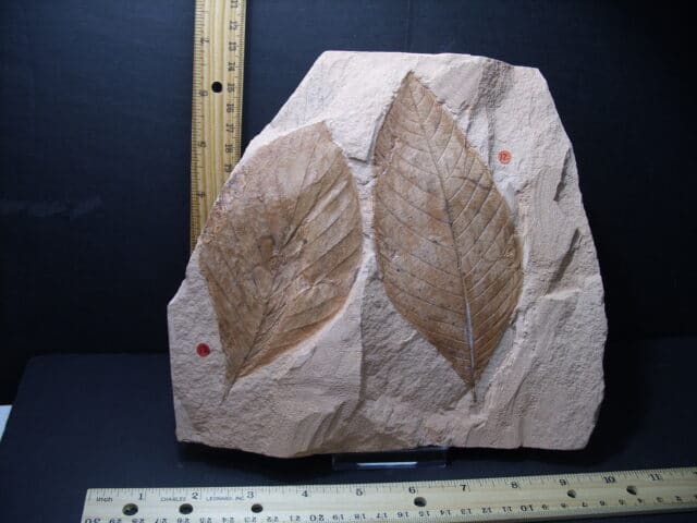 Fossil Hickory Leaf  (101921p) - Image 2