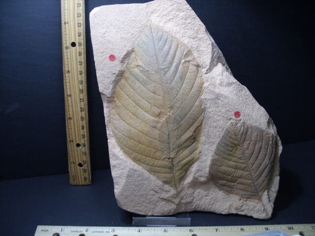 Fossil Hickory Leaf  (101921r)